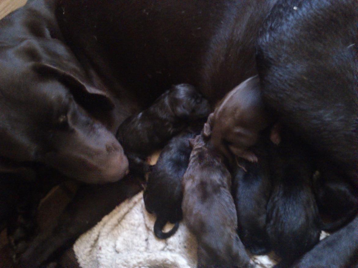 Korthåret hønsehund sica dele hund billede 5