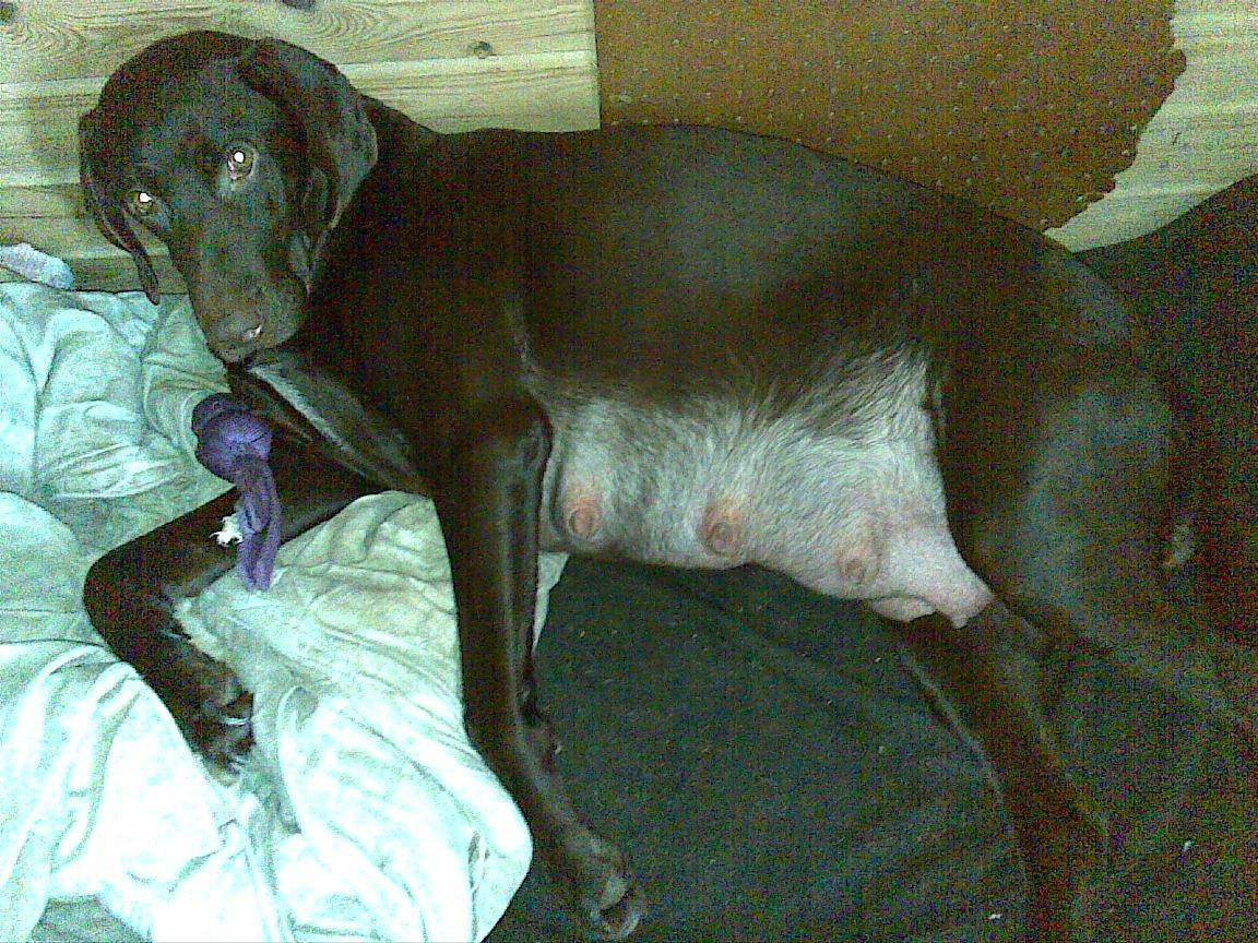 Korthåret hønsehund sica dele hund billede 6