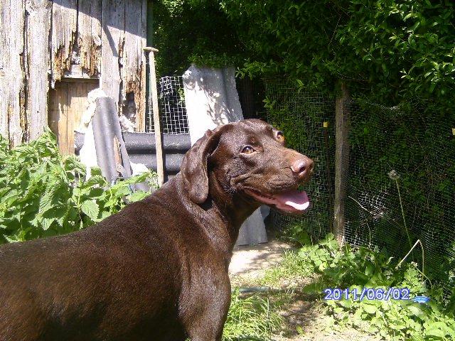 Korthåret hønsehund sica dele hund billede 7