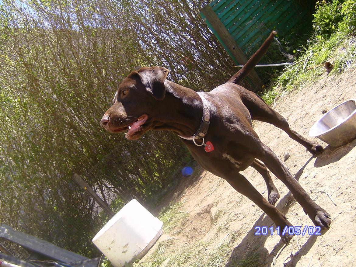 Korthåret hønsehund sica dele hund billede 8