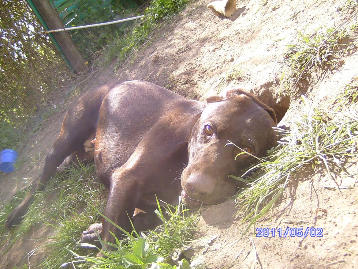 Korthåret hønsehund sica dele hund billede 9