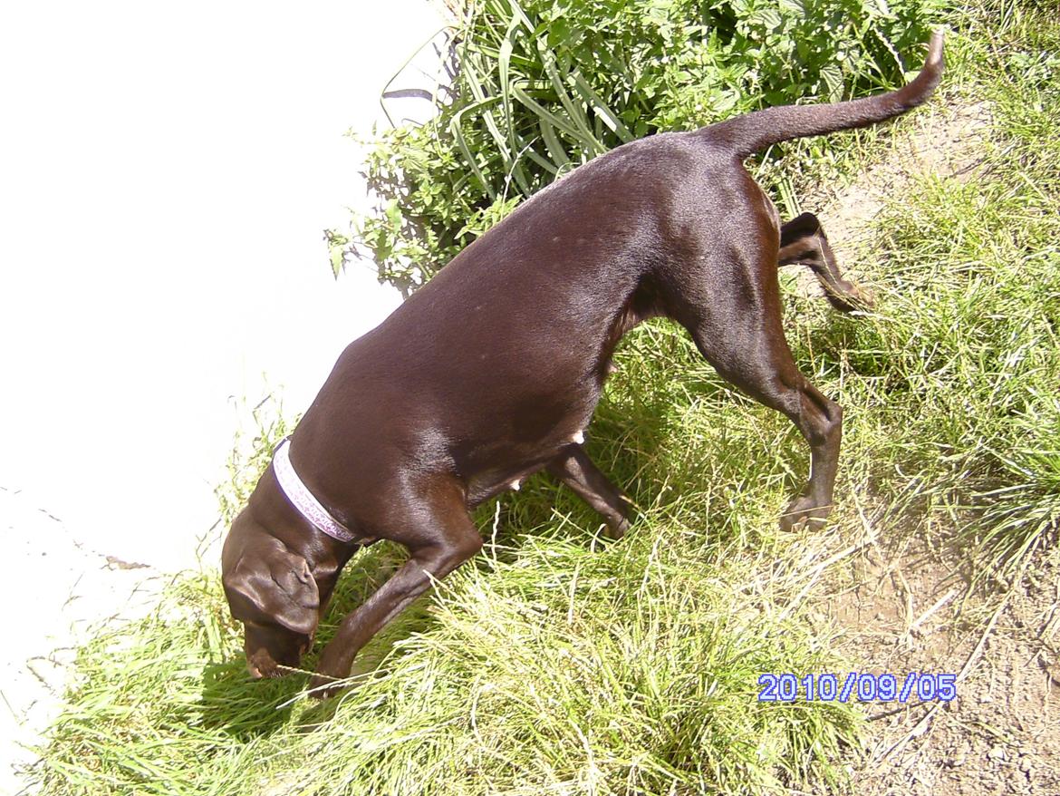 Korthåret hønsehund sica dele hund billede 10