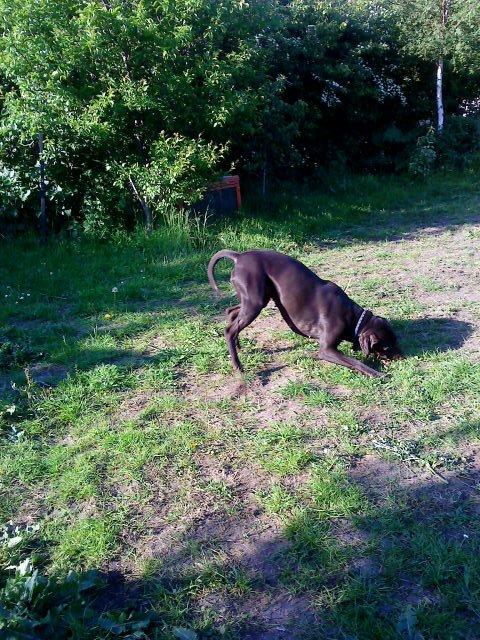 Korthåret hønsehund sica dele hund billede 11