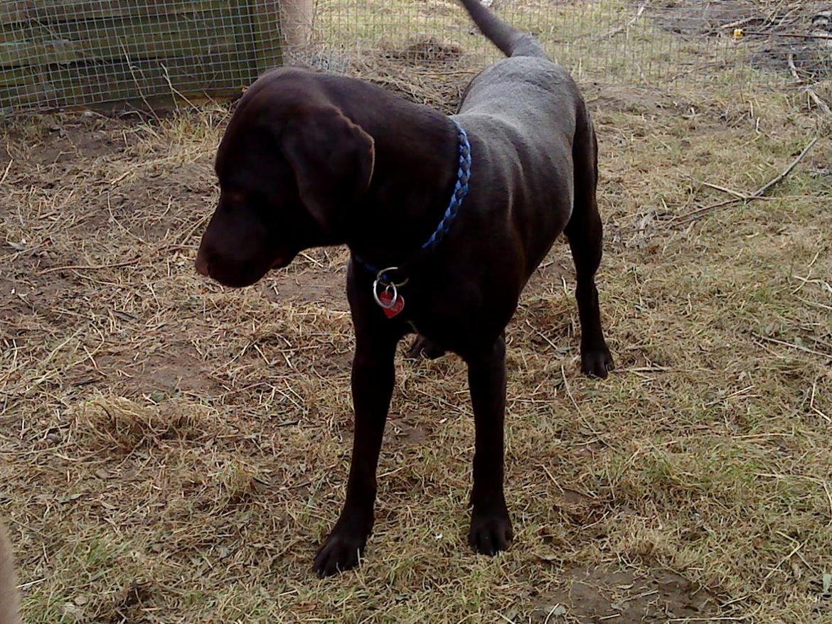 Korthåret hønsehund sica dele hund billede 12