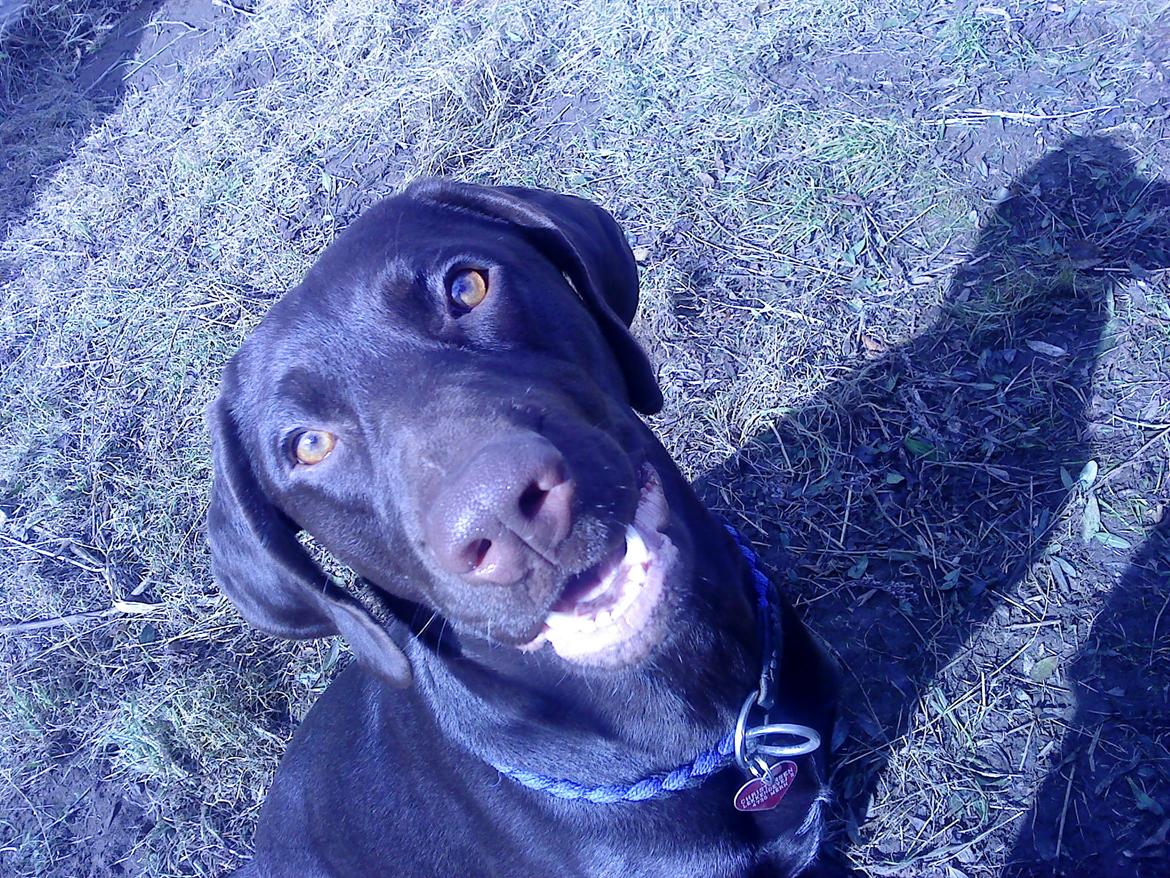 Korthåret hønsehund sica dele hund billede 1