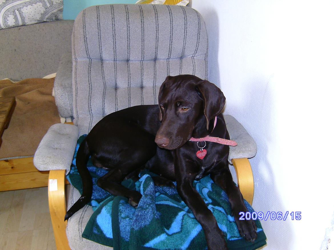 Korthåret hønsehund sica dele hund - 2009 billede 13