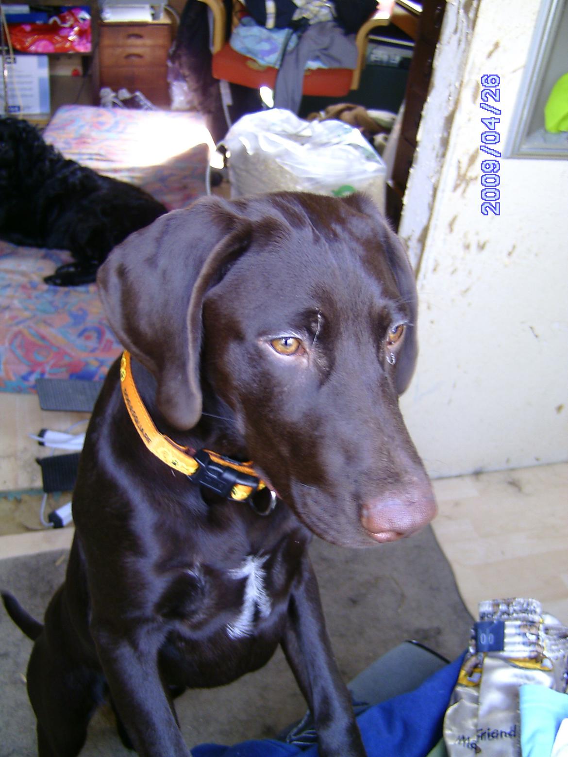 Korthåret hønsehund sica dele hund - 2009 billede 14