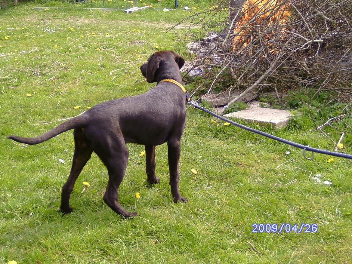 Korthåret hønsehund sica dele hund - 2009 billede 15