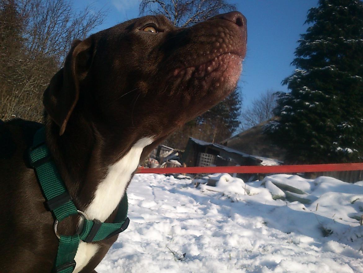 Blanding af racer diva billede 3