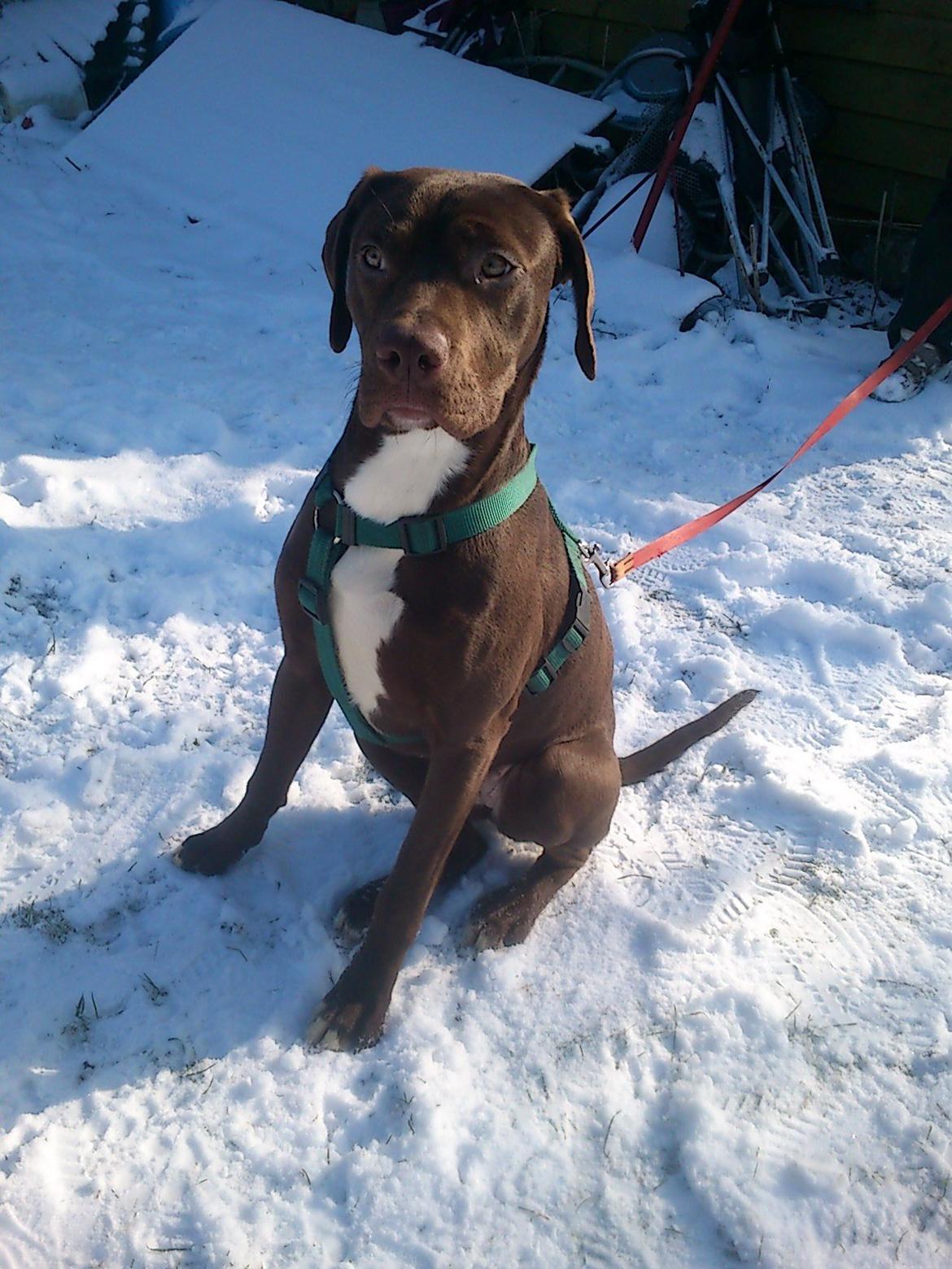 Blanding af racer diva billede 4