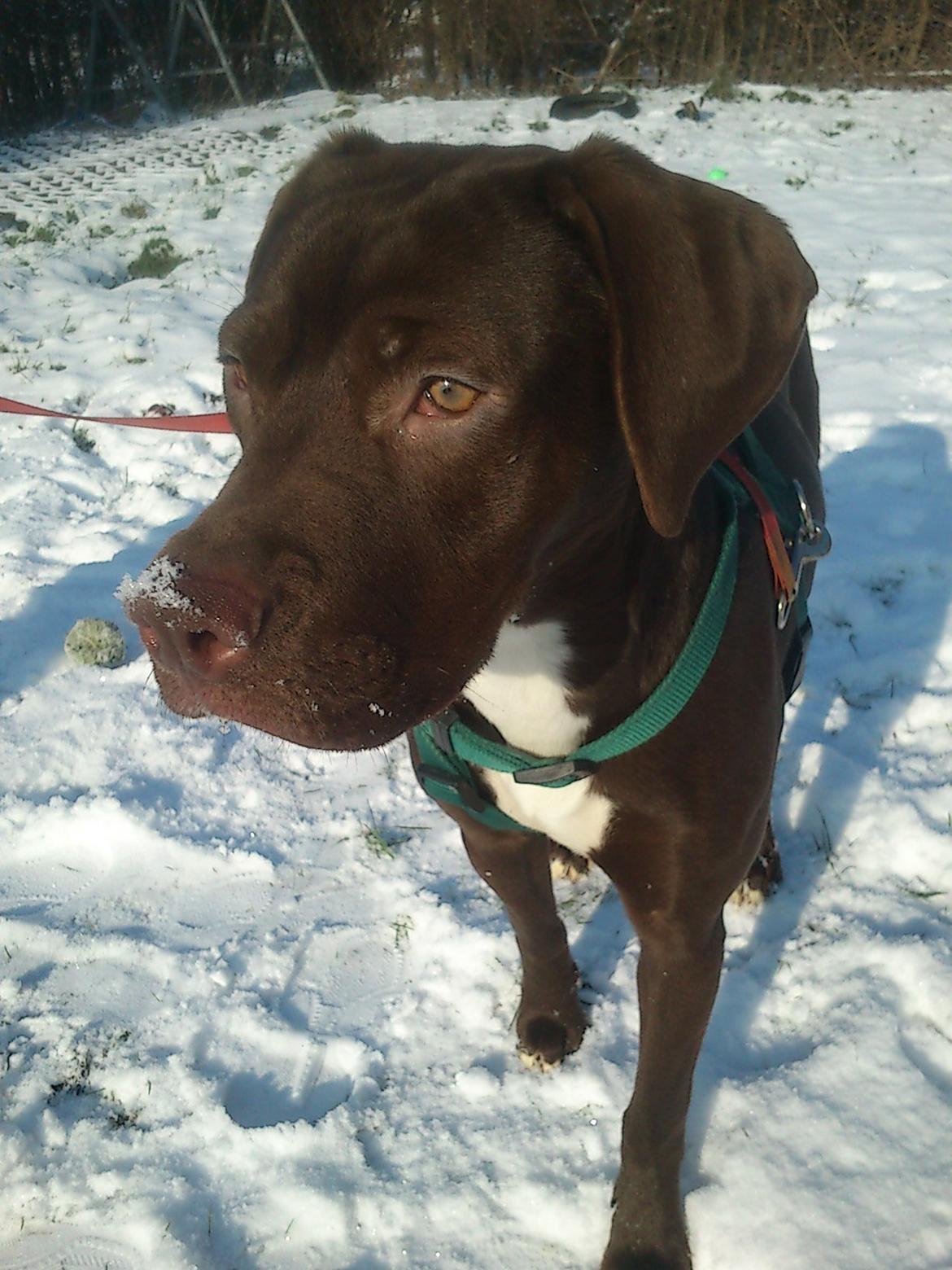 Blanding af racer diva billede 6