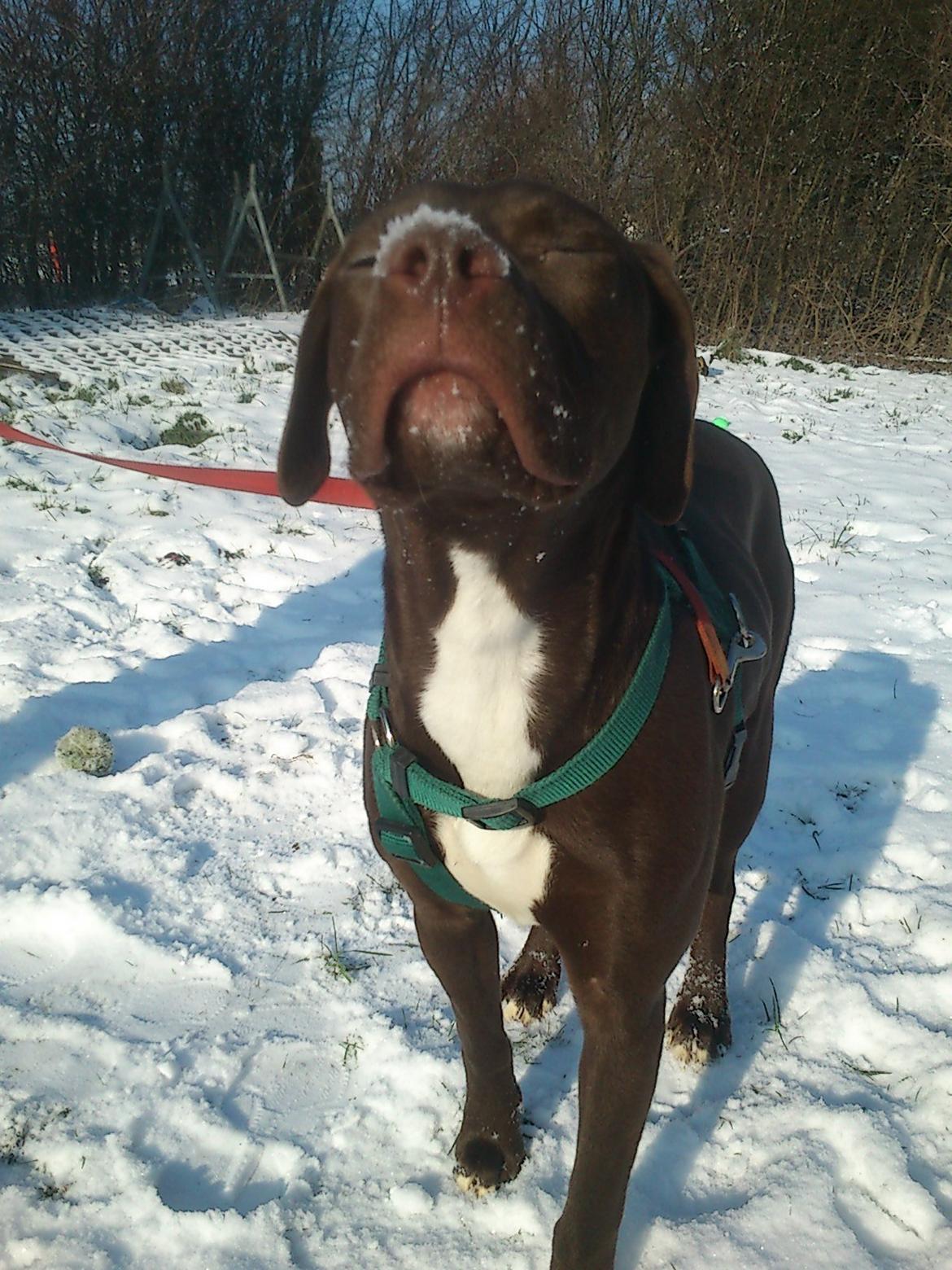 Blanding af racer diva billede 2