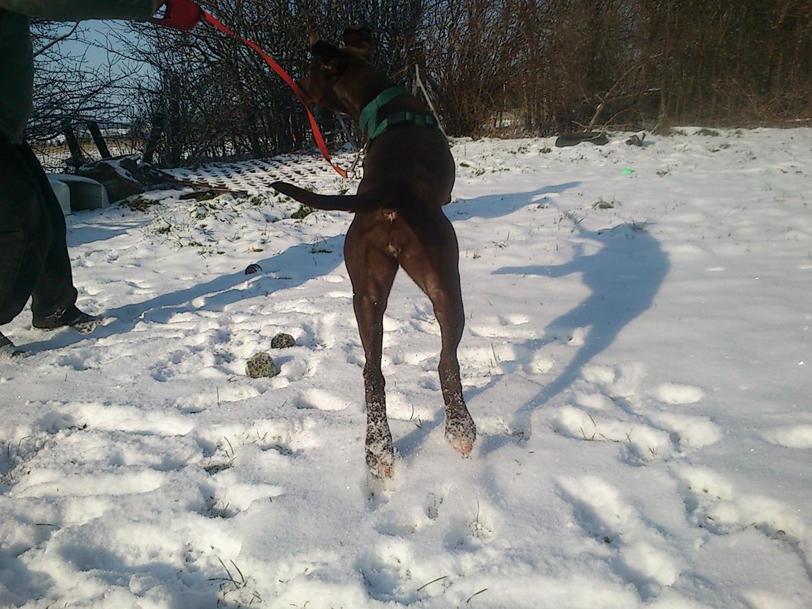 Blanding af racer diva billede 7