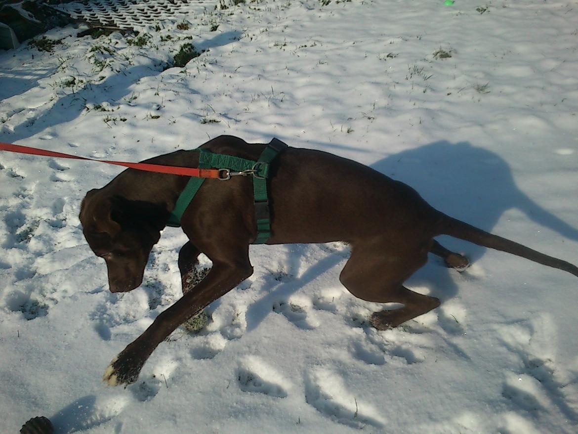 Blanding af racer diva billede 8