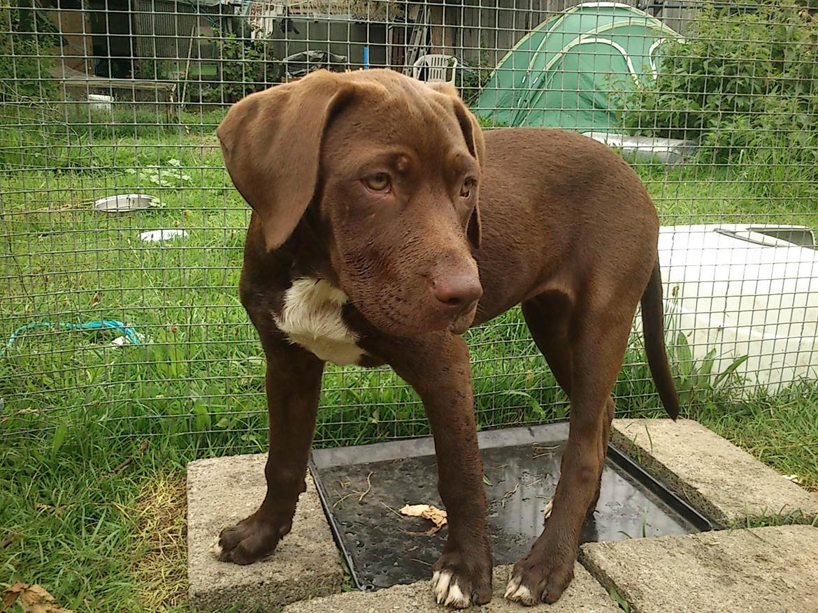 Blanding af racer diva billede 9