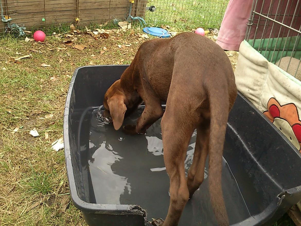 Blanding af racer diva billede 10