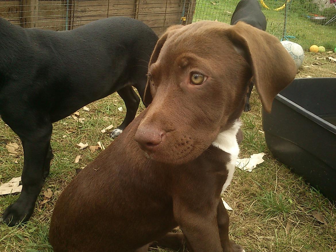 Blanding af racer diva billede 11