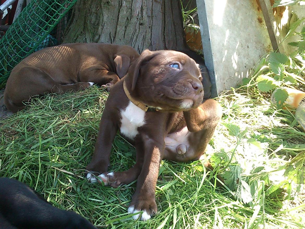 Blanding af racer diva - 5 uger billede 13