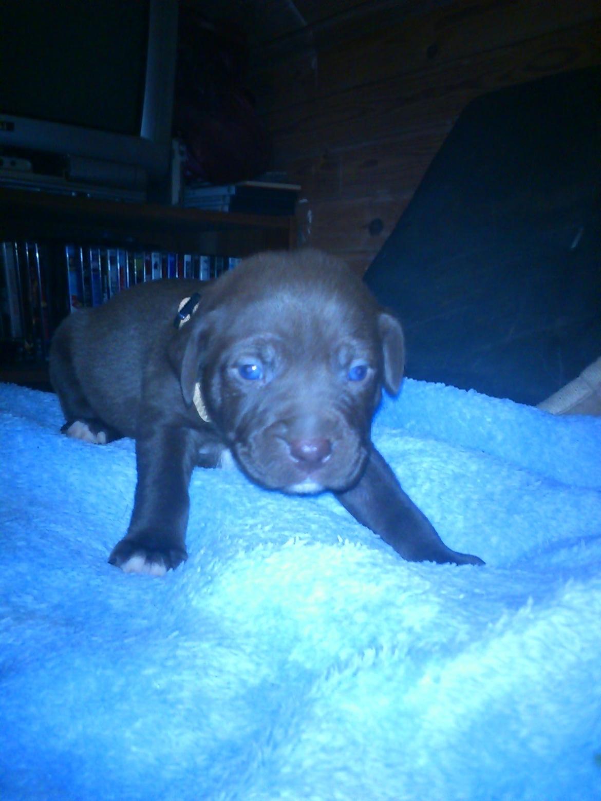 Blanding af racer diva - 3 uger billede 14