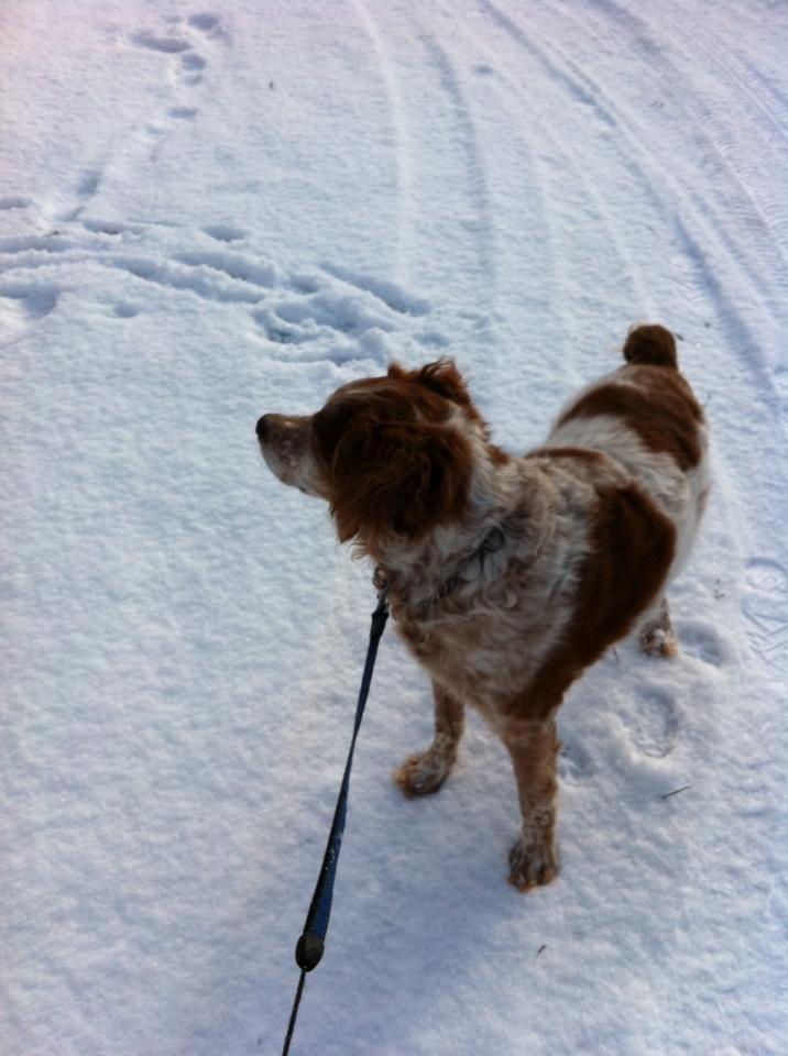 Breton Chiko billede 16