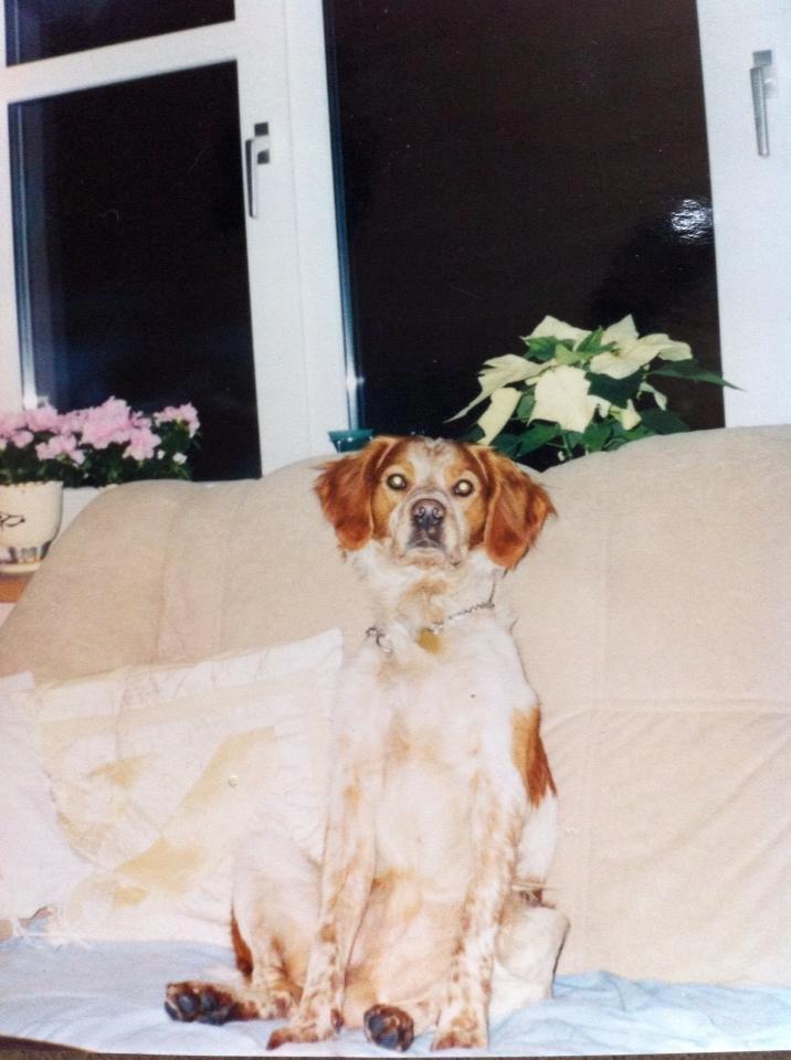 Breton Chiko billede 17