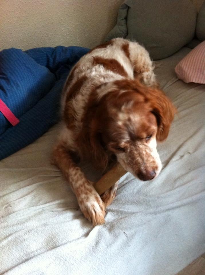 Breton Chiko billede 19