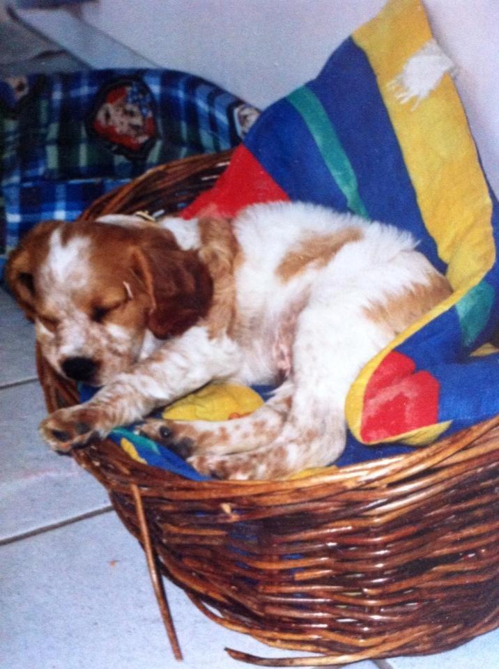 Breton Chiko billede 20