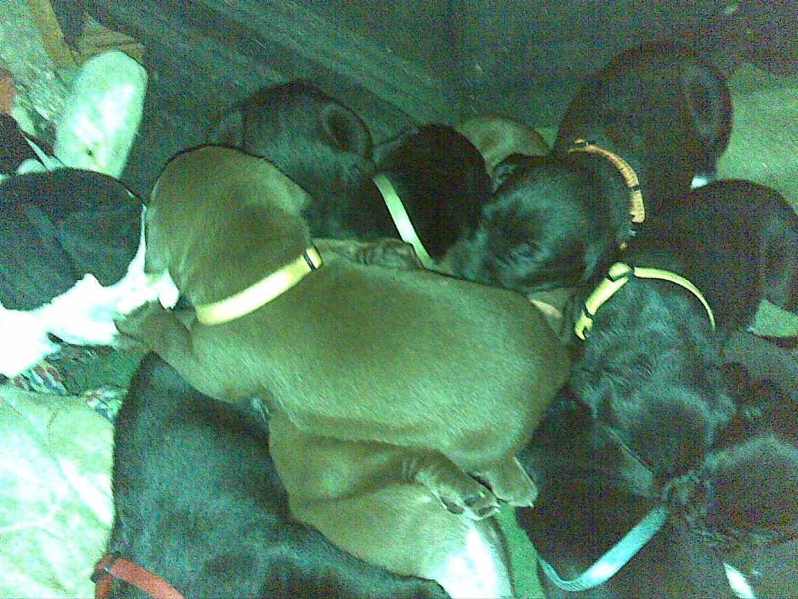 Blanding af racer diva - diva ligge over på de andre billede 15