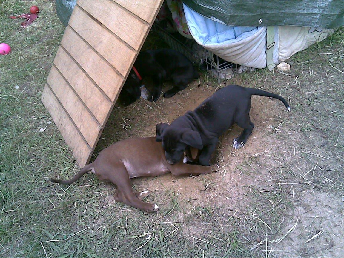 Blanding af racer diva - diva og boss billede 16