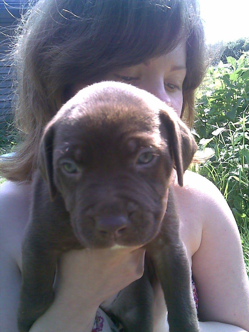 Blanding af racer diva - min datter med diva  billede 17