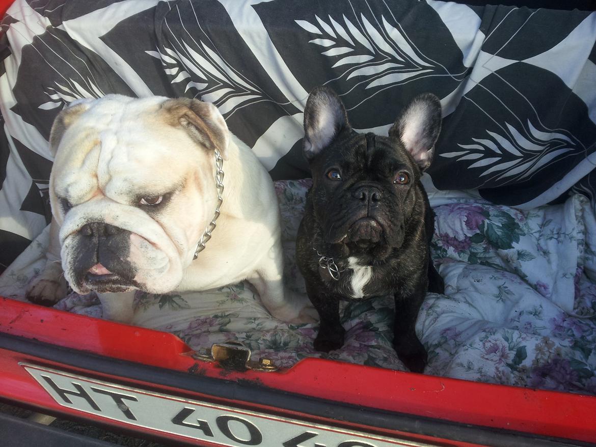 Fransk bulldog Emos´ Frederik Louis (MARLEY) billede 12