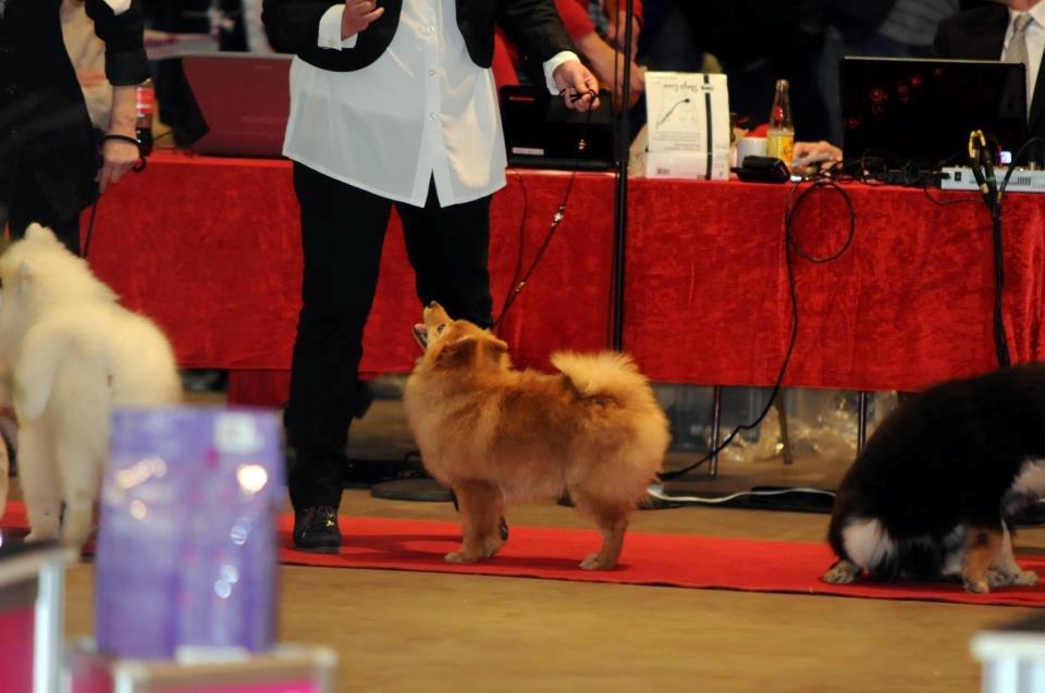 Mittelspitz Maxi (Sable Shade´s Red Bull) - DKK Int. udstilling Fredericia 2013. Maxi SL i babyklasse og storering... billede 10