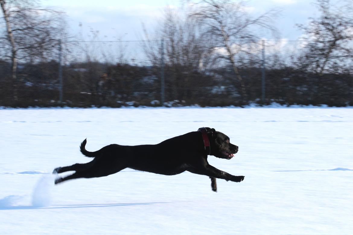 Staffordshire bull terrier Stakstons Carmagnola Rosso (Lucy) billede 10