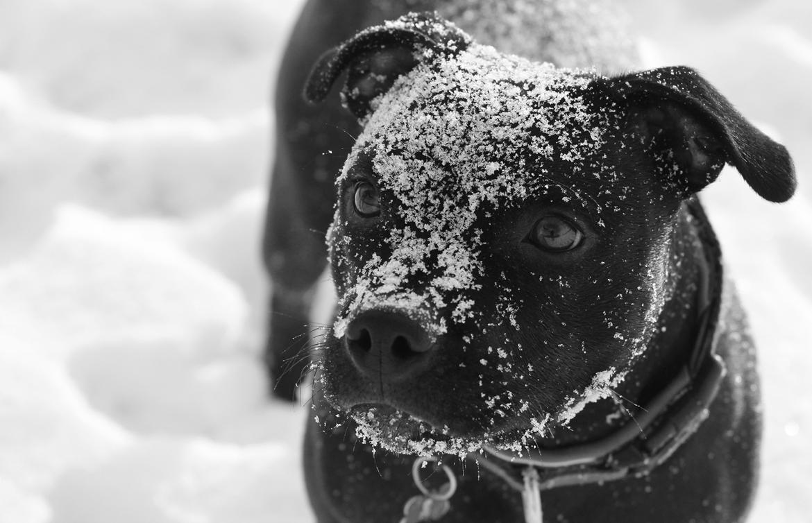 Staffordshire bull terrier Stakstons Carmagnola Rosso (Lucy) billede 11