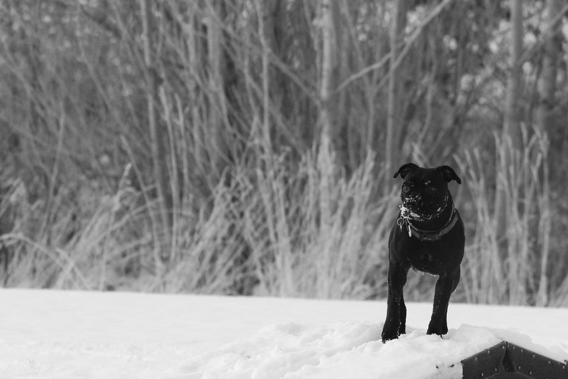 Staffordshire bull terrier Stakstons Carmagnola Rosso (Lucy) billede 12