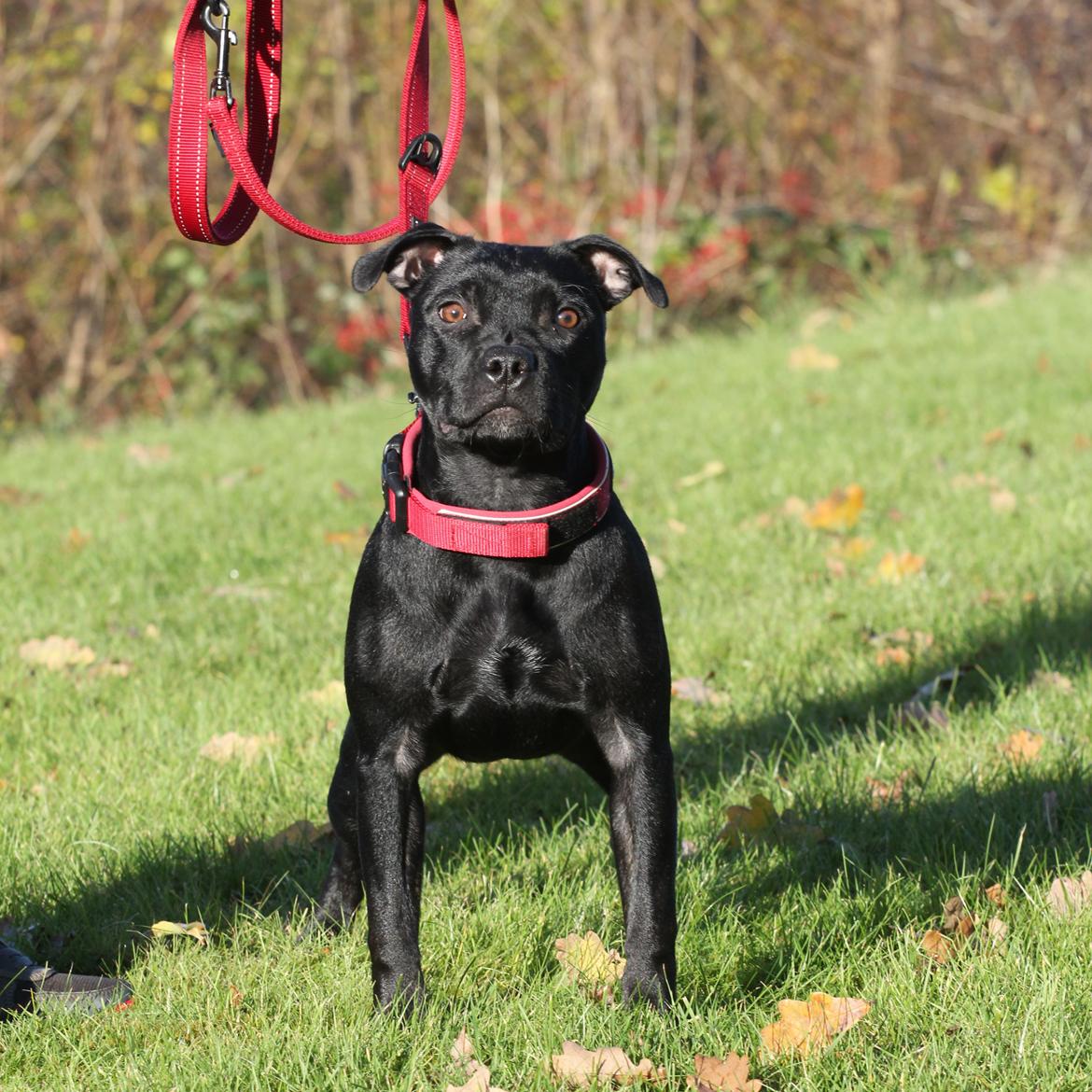Staffordshire bull terrier Stakstons Carmagnola Rosso (Lucy) billede 13