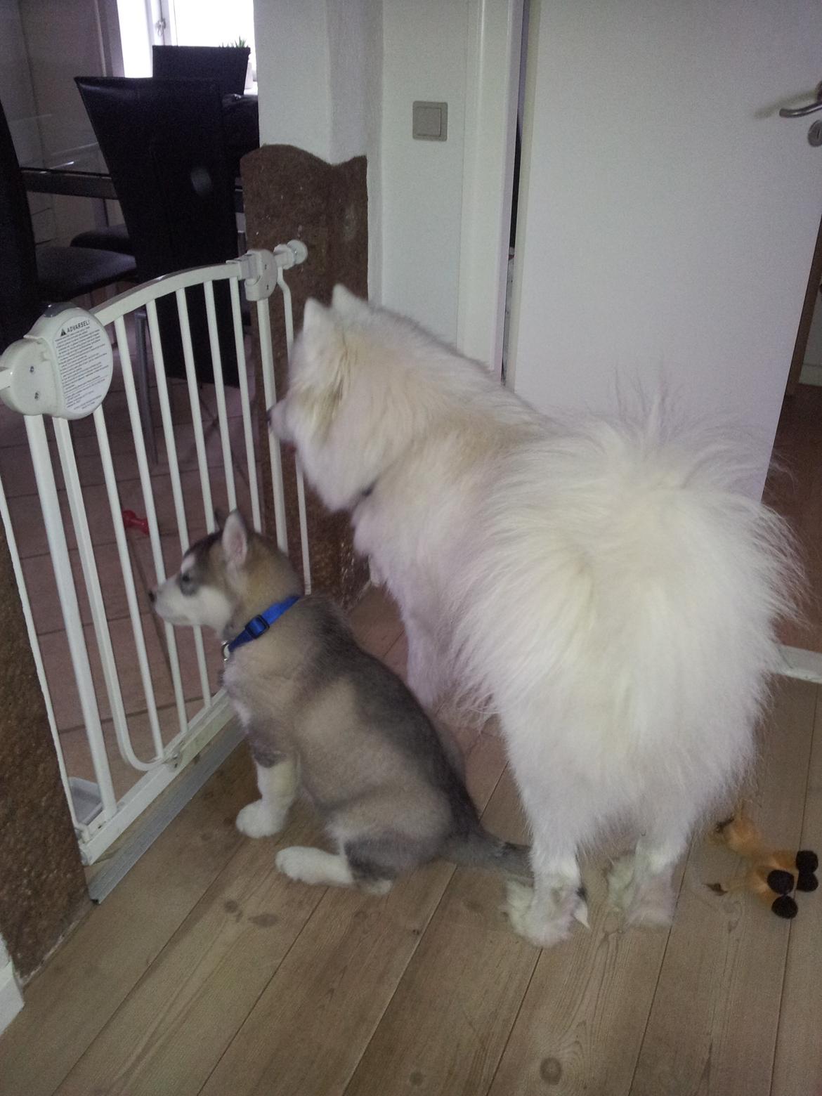 Alaskan malamute Balto billede 10