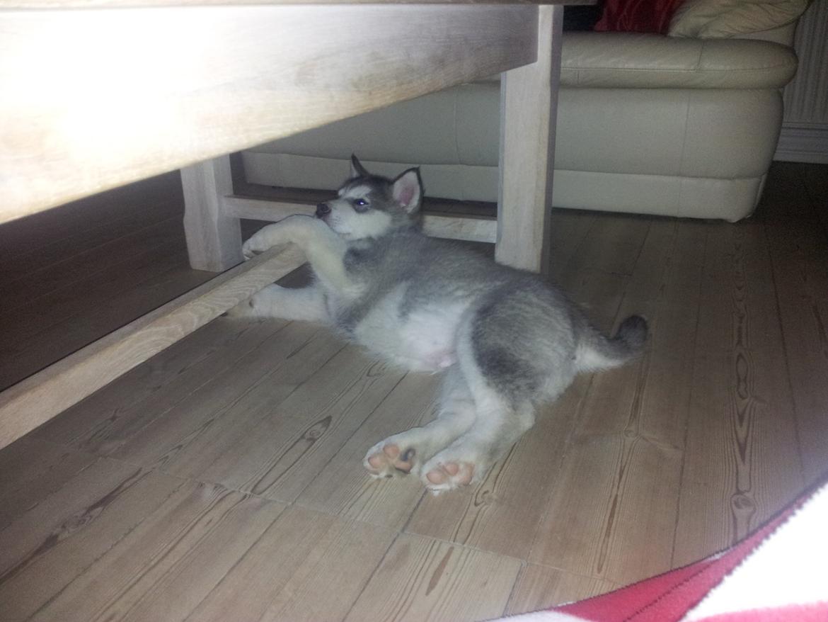 Alaskan malamute Balto billede 11