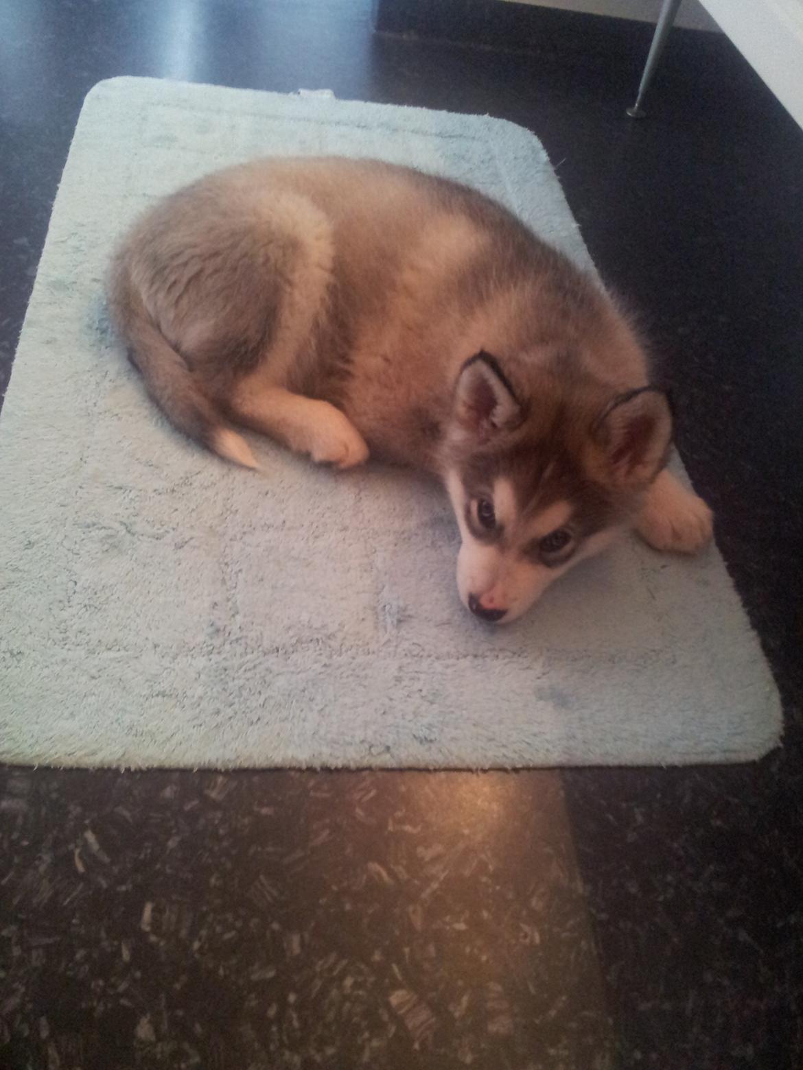 Alaskan malamute Balto billede 12