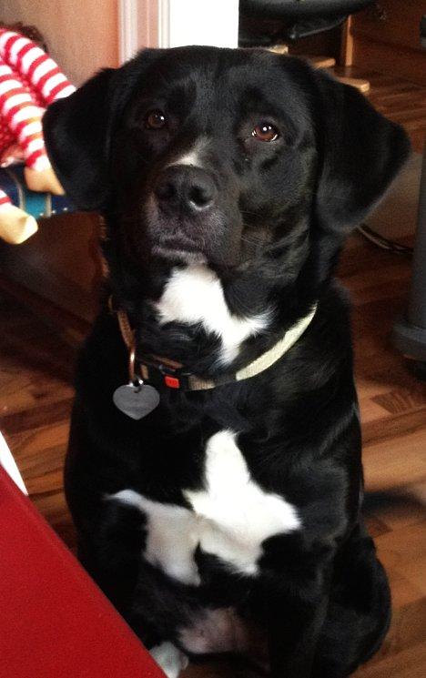 Blanding af racer Yazmin - Søde :-) billede 2