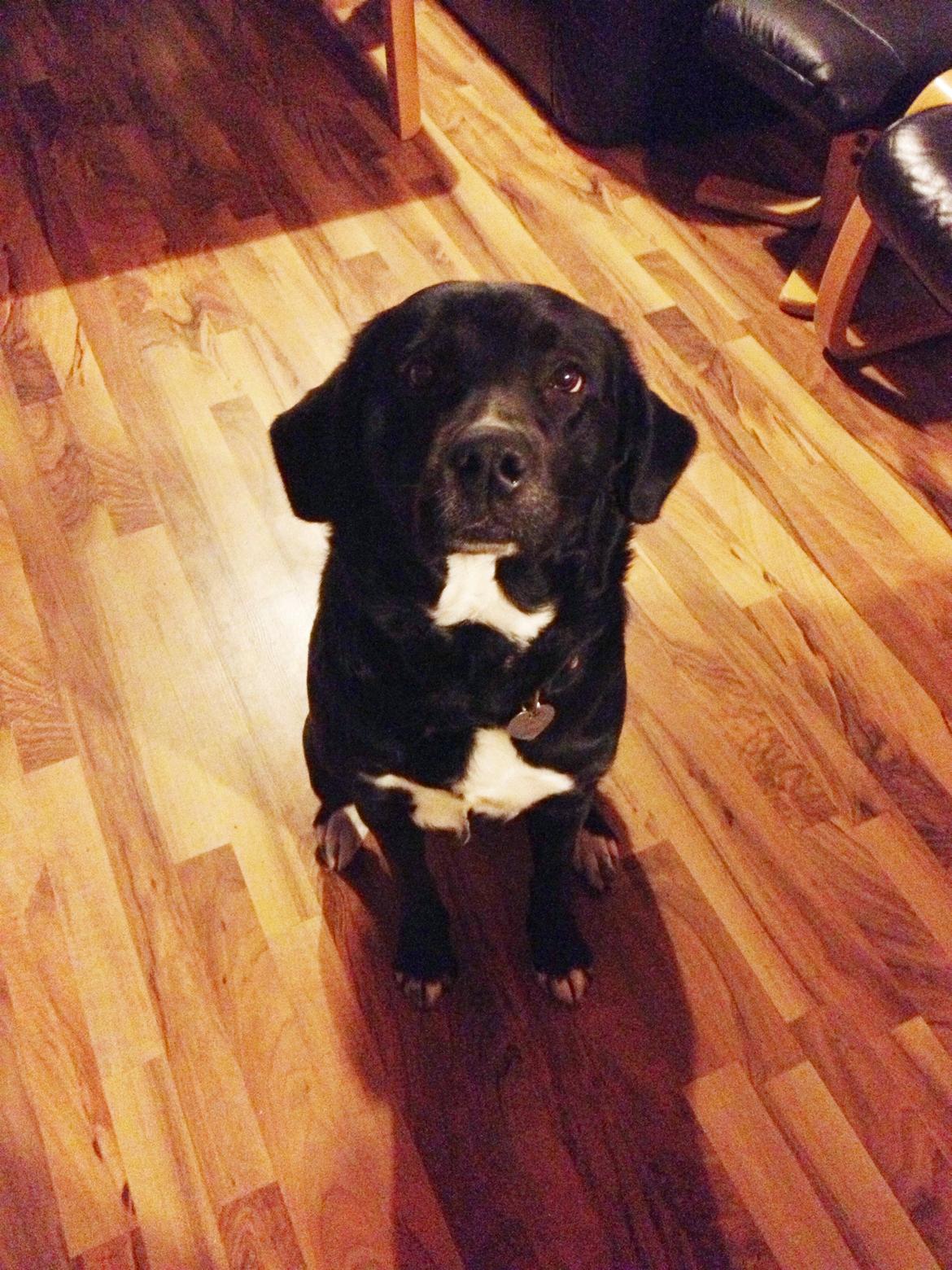 Blanding af racer Yazmin - Årh, meget fotogen!  billede 1