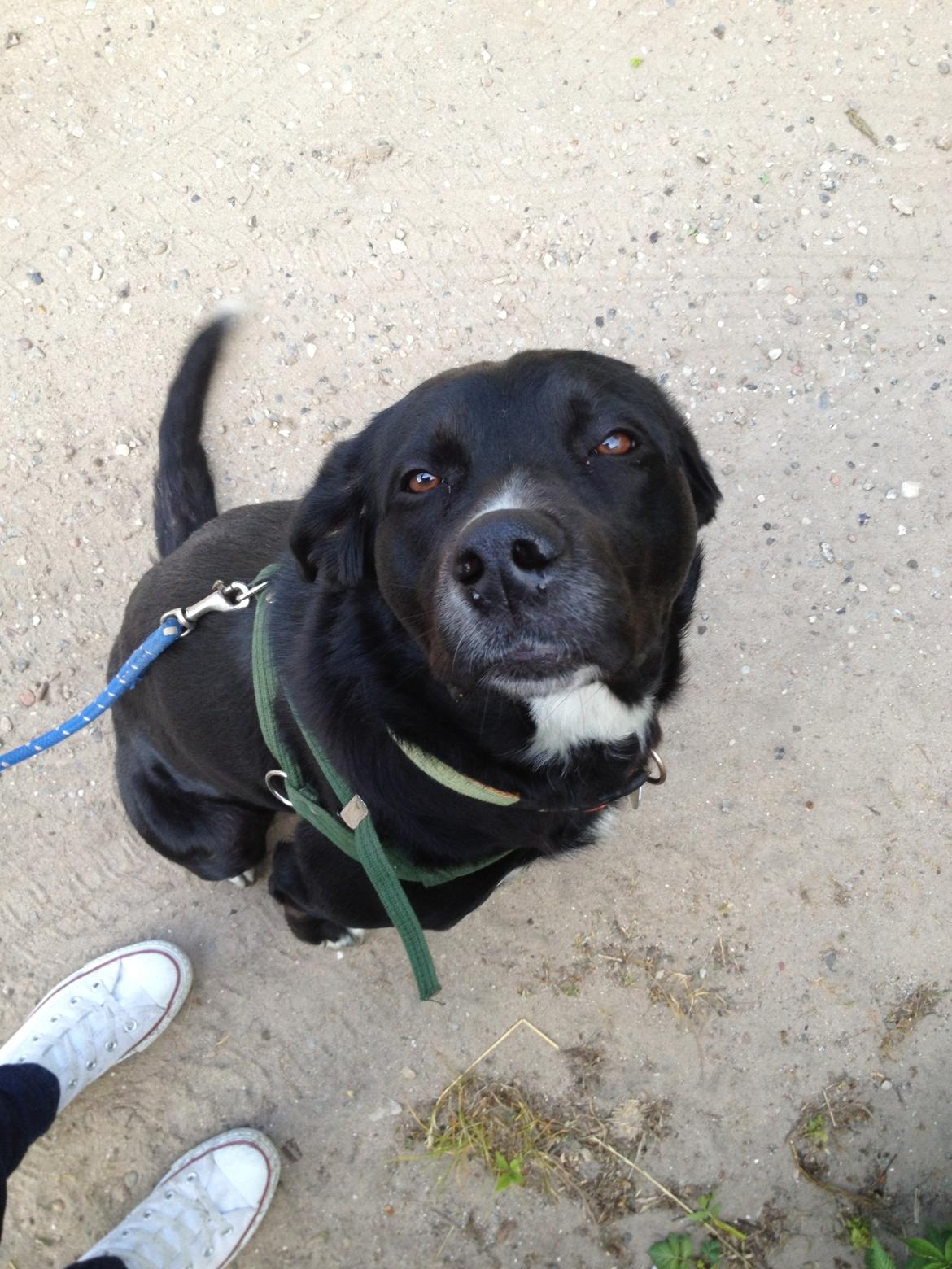 Blanding af racer Yazmin - På vej ud at gå tur  billede 3