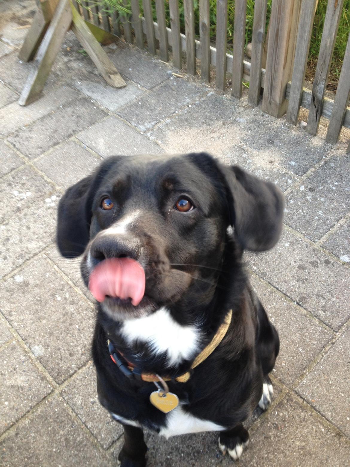 Blanding af racer Yazmin billede 4