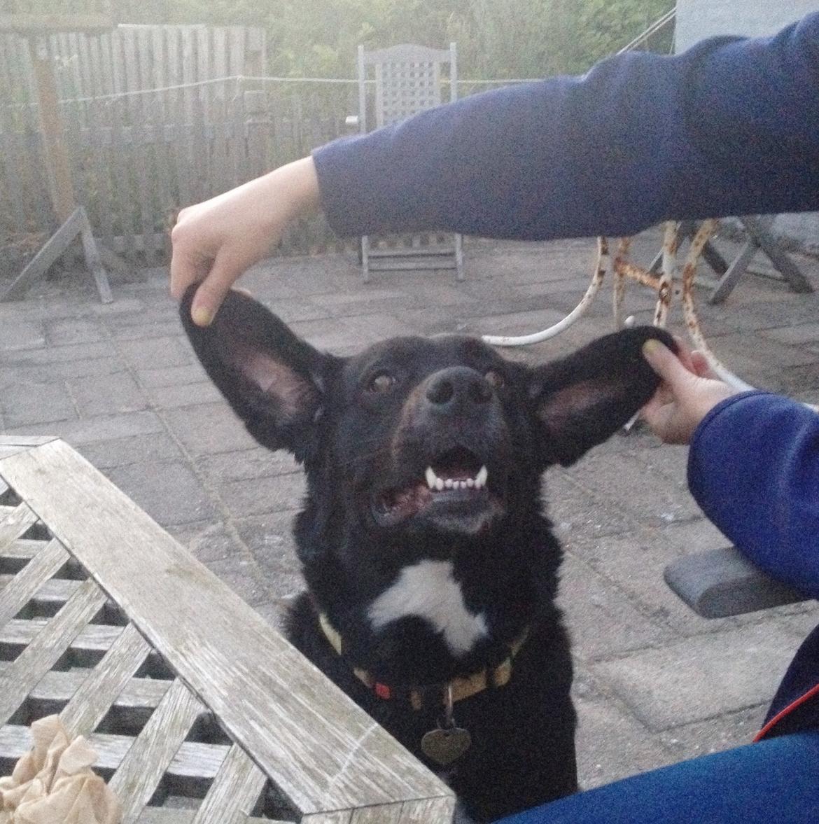 Blanding af racer Yazmin - Flyvende hund!!! billede 5