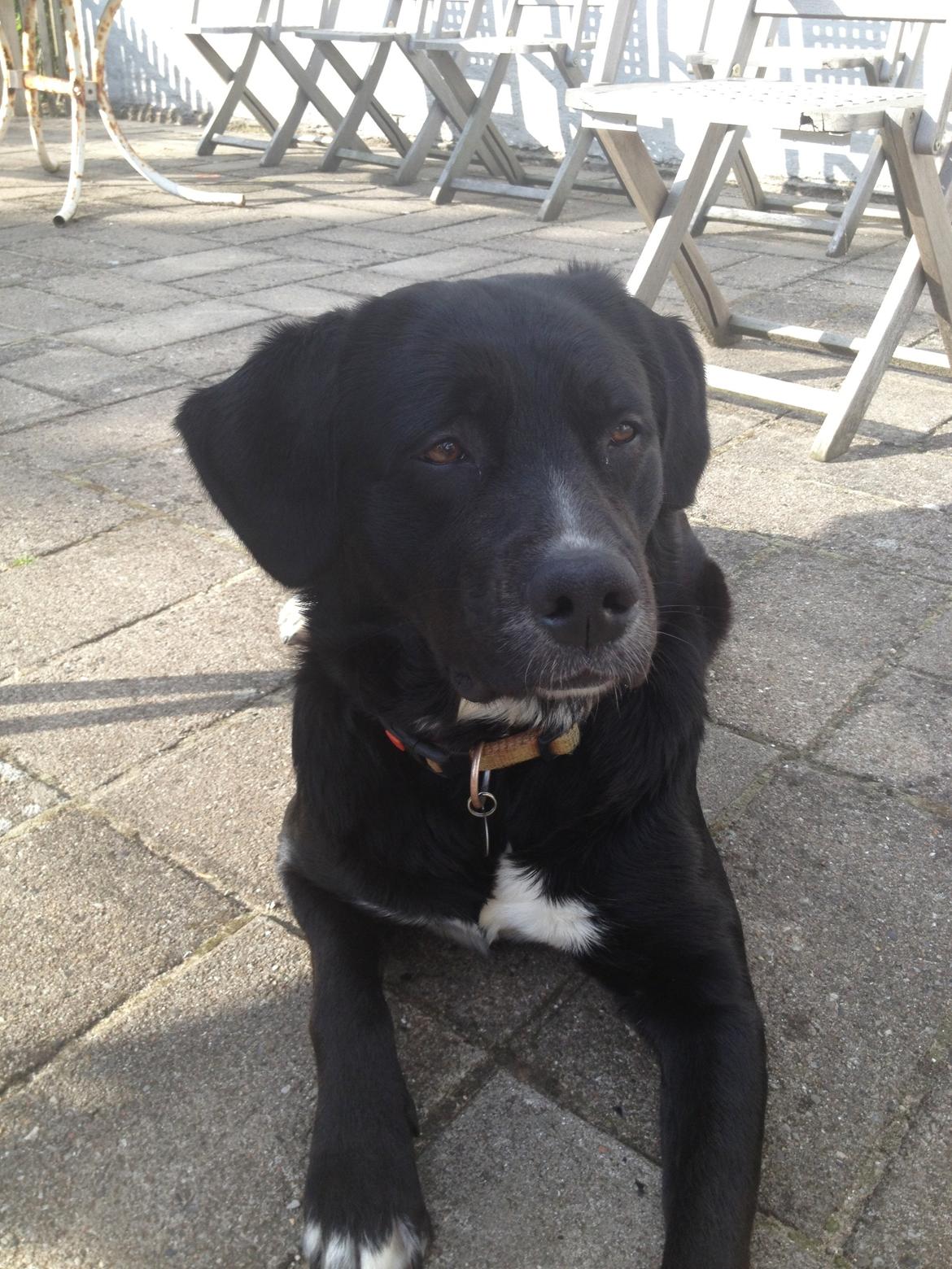 Blanding af racer Yazmin billede 6