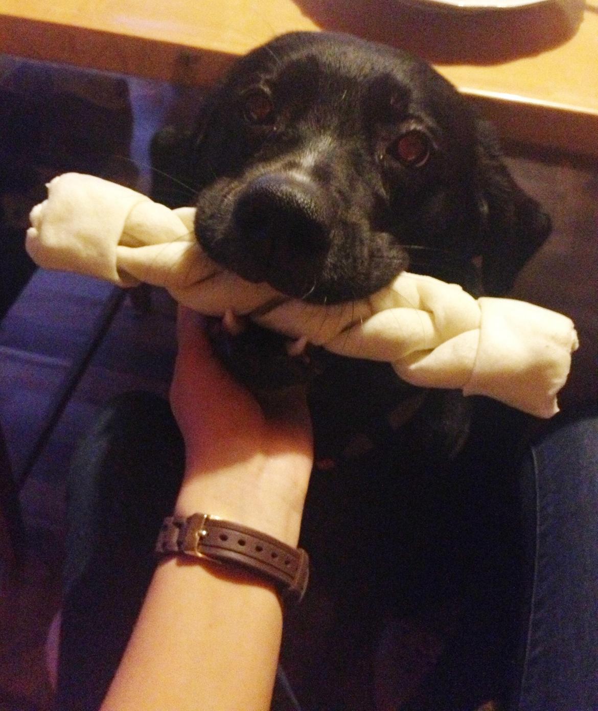 Blanding af racer Yazmin - Mmmh, kødben ;)  billede 7