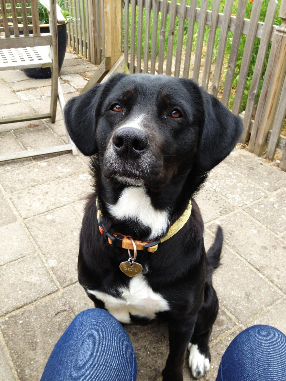 Blanding af racer Yazmin billede 8