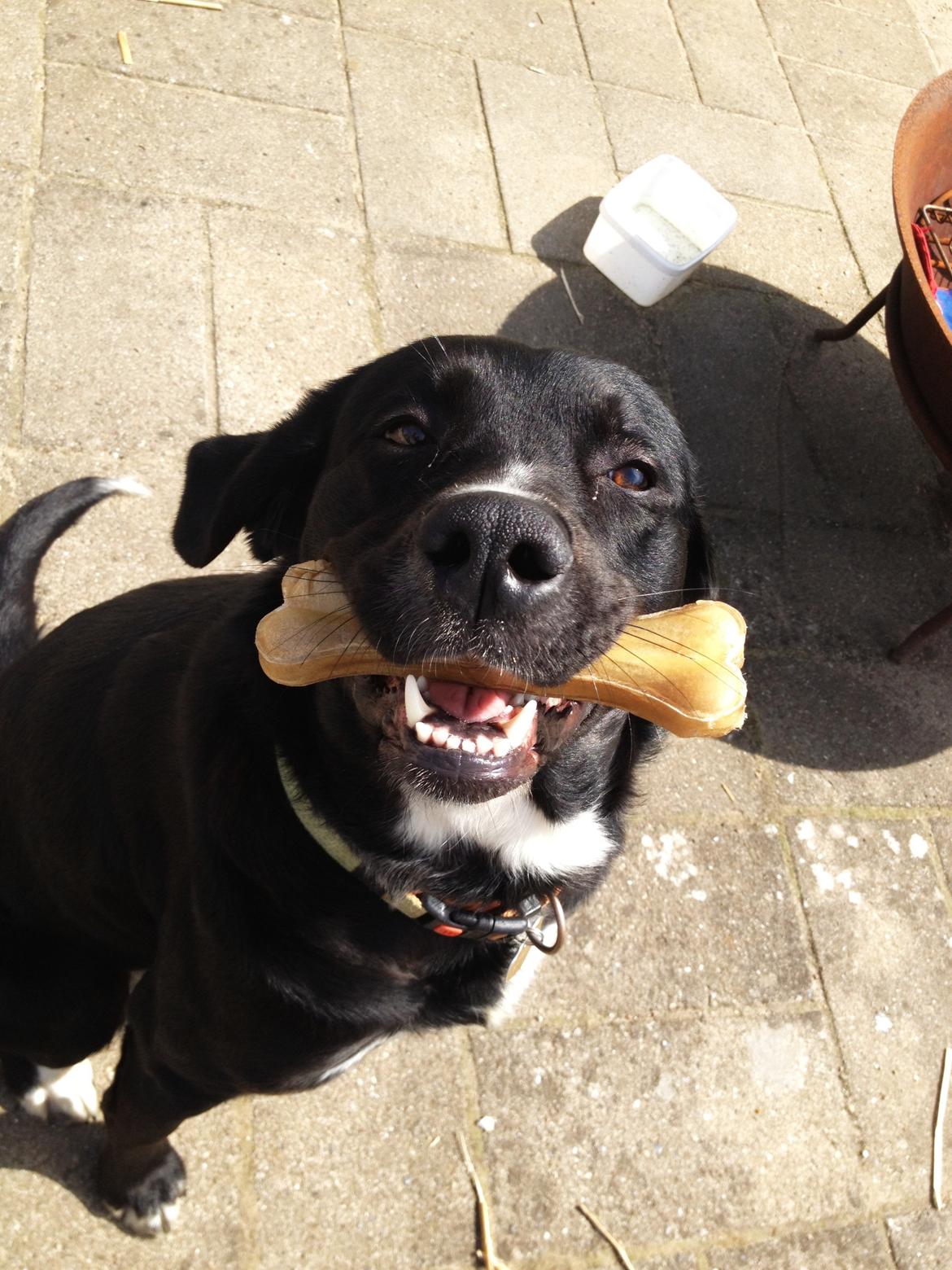 Blanding af racer Yazmin - Årh, kødben.. :-) billede 9