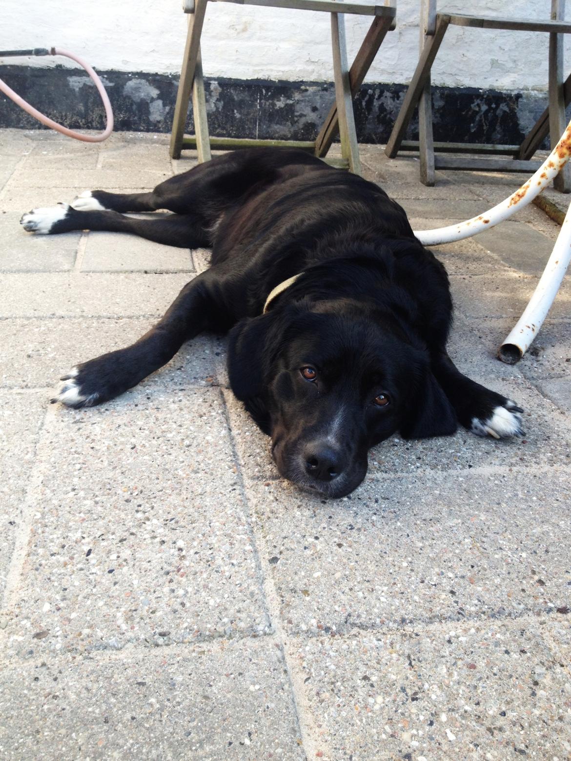 Blanding af racer Yazmin - Yazmin slapper af i varmen! billede 10