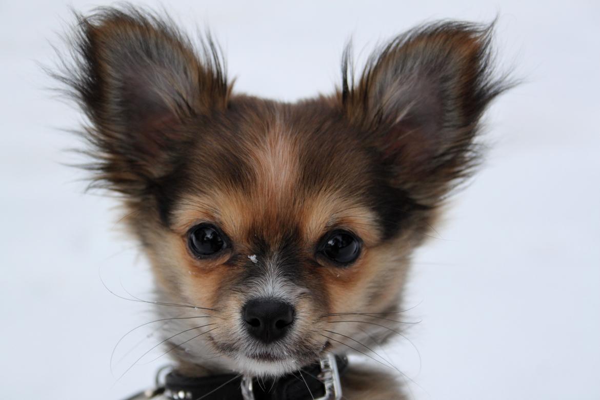 Blanding af racer Luna - luna d. 10/2.13 - nøsten 13 uger gammel:') i sneen <3 billede 24